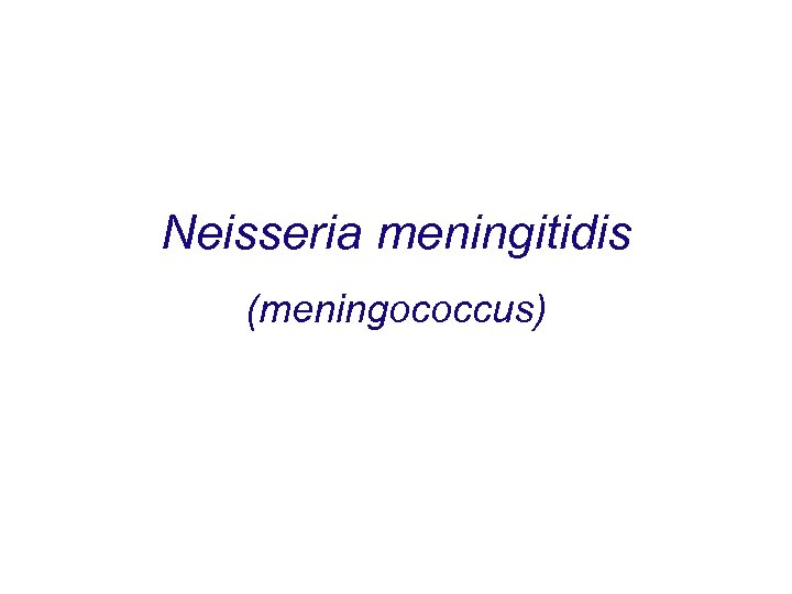 Neisseria meningitidis (meningococcus) 