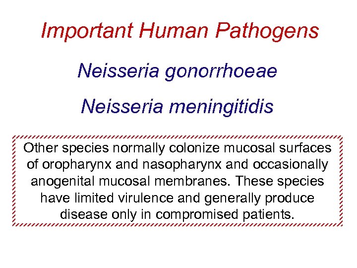 Important Human Pathogens Neisseria gonorrhoeae Neisseria meningitidis Other species normally colonize mucosal surfaces of