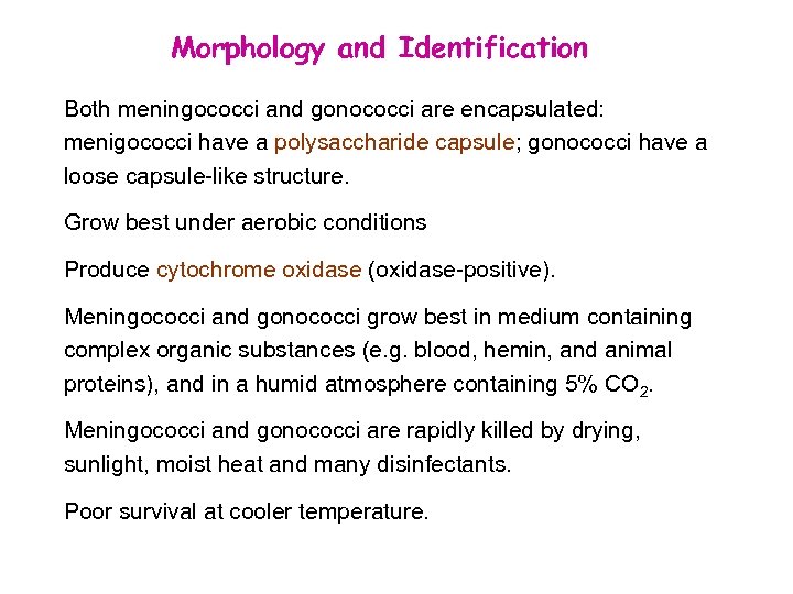 Morphology and Identification Both meningococci and gonococci are encapsulated: menigococci have a polysaccharide capsule;