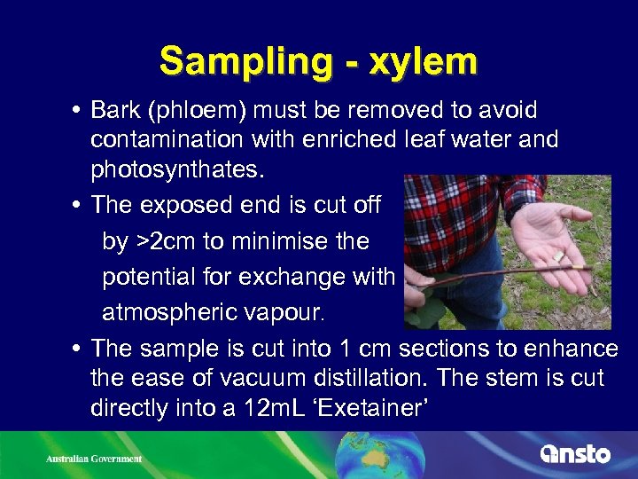 Sampling - xylem Bark (phloem) must be removed to avoid contamination with enriched leaf