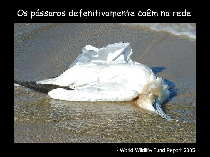 Os pássaros defenitivamente caêm na rede - World Wildlife Fund Report 2005 