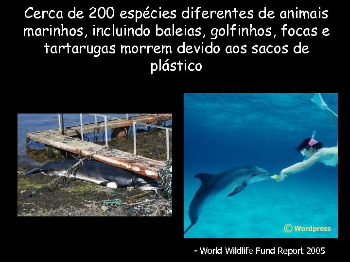 Cerca de 200 espécies diferentes de animais marinhos, incluindo baleias, golfinhos, focas e tartarugas