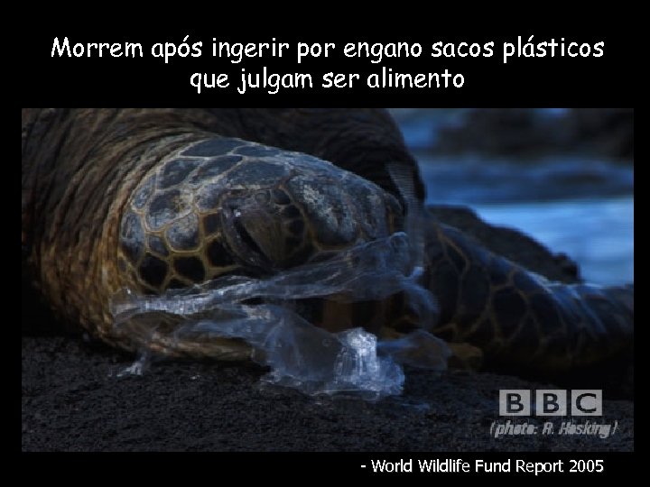 Morrem após ingerir por engano sacos plásticos que julgam ser alimento - World Wildlife