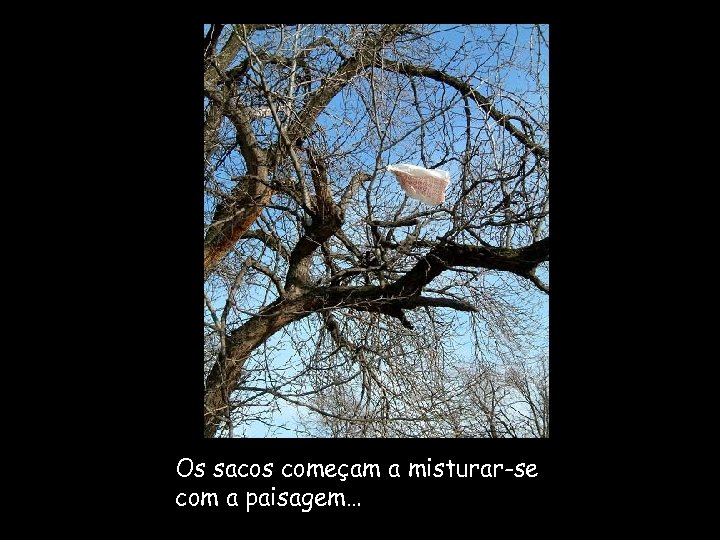 Os sacos começam a misturar-se com a paisagem… 