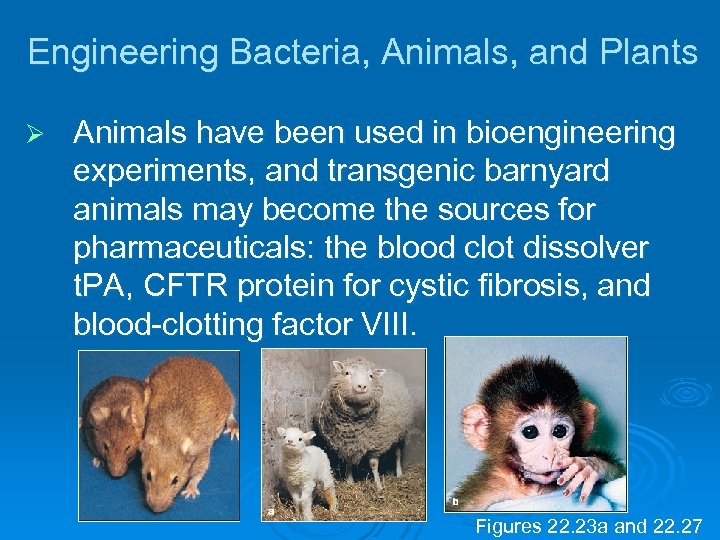 Engineering Bacteria, Animals, and Plants Ø Animals have been used in bioengineering experiments, and