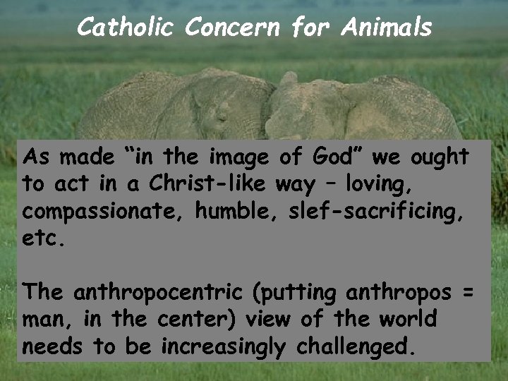 Catholic Concern for Animals As made “in the image of God” we ought to