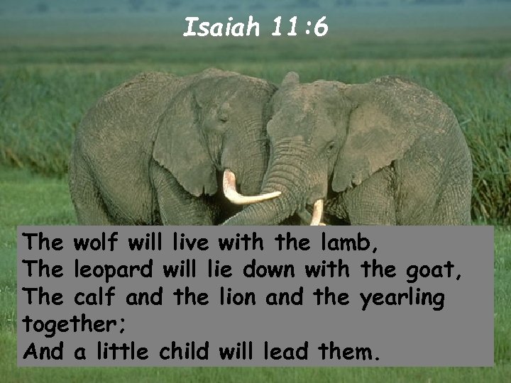 Isaiah 11: 6 The wolf will live with the lamb, The leopard will lie