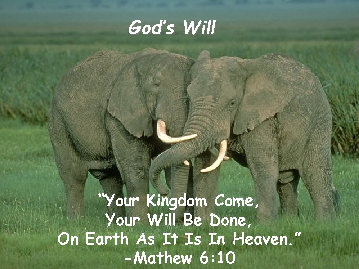 God’s Will “Your Kingdom Come, Your Will Be Done, On Earth As It Is