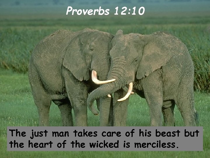 Proverbs 12: 10 The just man takes care of his beast but the heart