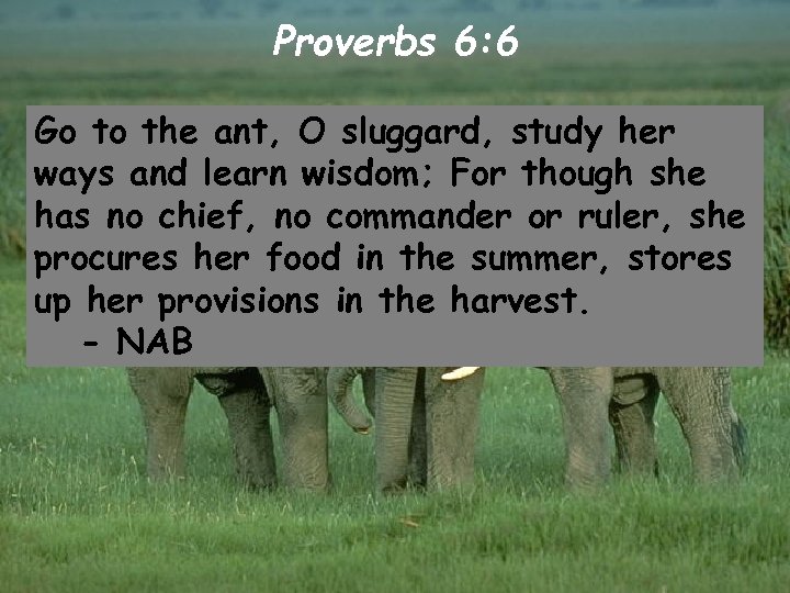 Proverbs 6: 6 Go to the ant, O sluggard, study her ways and learn