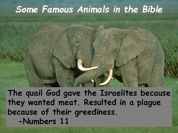 Some Famous Animals in the Bible The quail God gave the Israelites because they