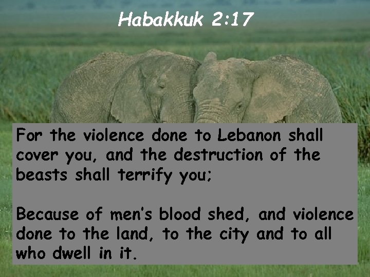 Habakkuk 2: 17 For the violence done to Lebanon shall cover you, and the