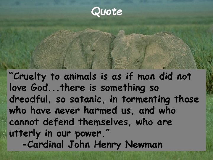 Quote “Cruelty to animals is as if man did not love God. . .