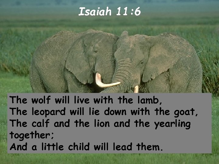 Isaiah 11: 6 The wolf will live with the lamb, The leopard will lie