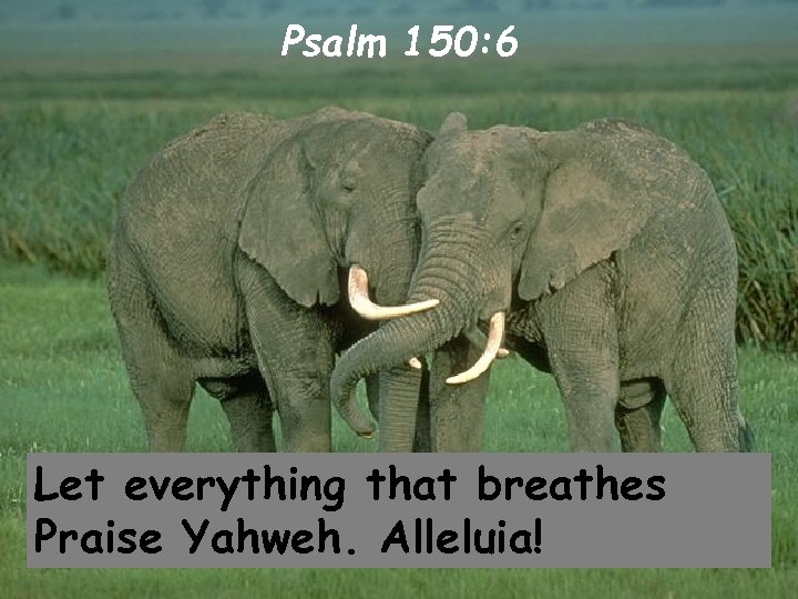 Psalm 150: 6 Let everything that breathes Praise Yahweh. Alleluia! 