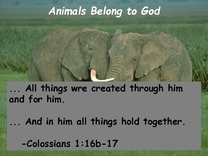 Animals Belong to God . . . All things wre created through him and