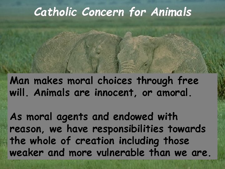 Catholic Concern for Animals Man makes moral choices through free will. Animals are innocent,