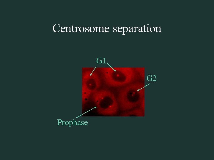 Centrosome separation G 1 G 2 Prophase 
