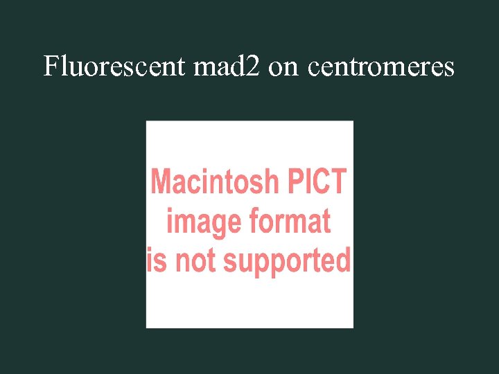 Fluorescent mad 2 on centromeres 