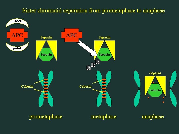 Sister chromatid separation from prometaphase to anaphase Check APC Separin point Securin Separin Cohesin