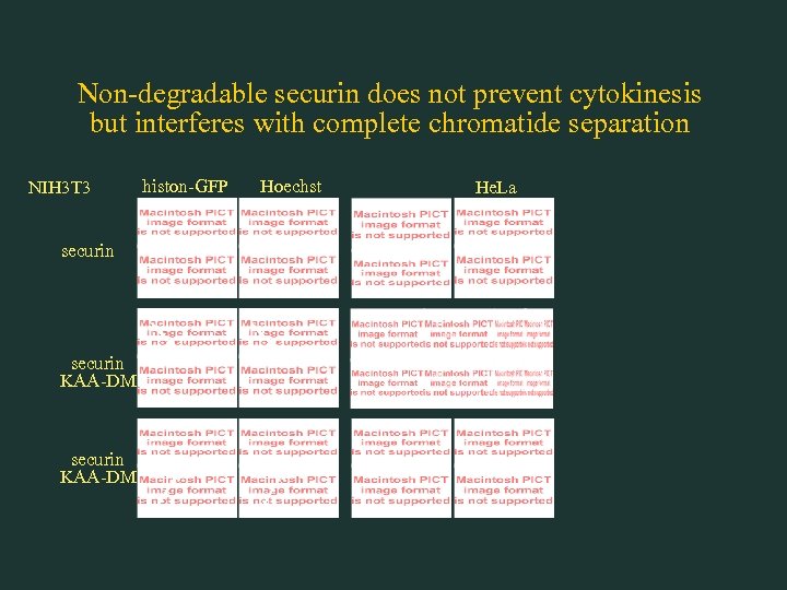 Non-degradable securin does not prevent cytokinesis but interferes with complete chromatide separation NIH 3