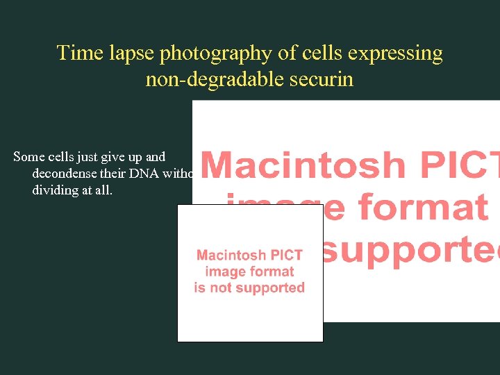 Time lapse photography of cells expressing non-degradable securin Some cells just give up and
