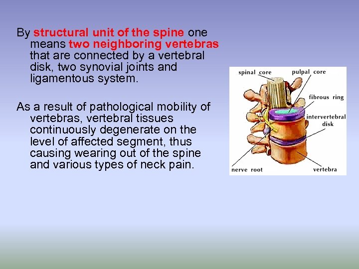 By structural unit of the spine one means two neighboring vertebras that are connected