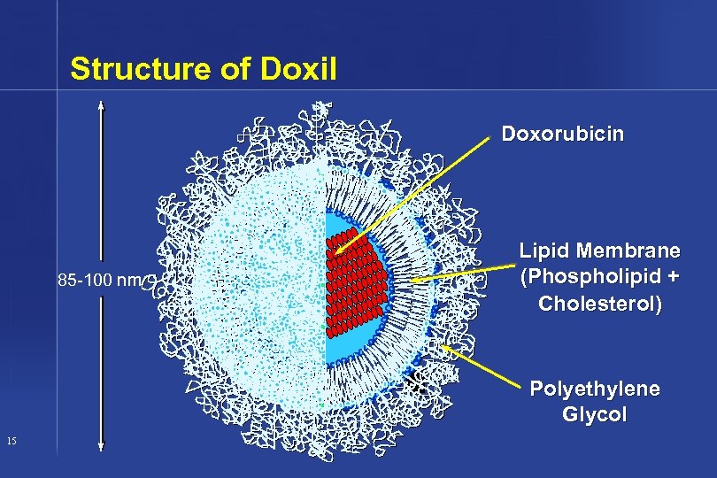 Structure of Doxil Doxorubicin 85 -100 nm Lipid Membrane (Phospholipid + Cholesterol) Polyethylene Glycol