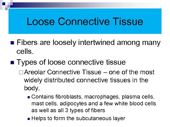 Loose Connective Tissue Fibers are loosely intertwined among many cells. n Types of loose