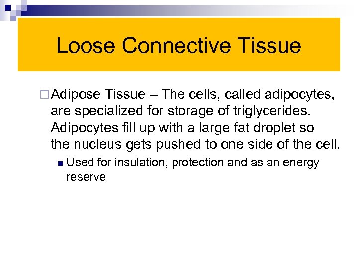 Loose Connective Tissue ¨ Adipose Tissue – The cells, called adipocytes, are specialized for