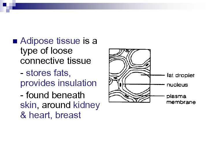 n Adipose tissue is a type of loose connective tissue - stores fats, provides