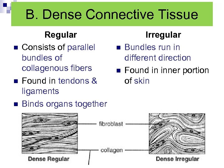 B. Dense Connective Tissue n n n Regular Consists of parallel bundles of collagenous