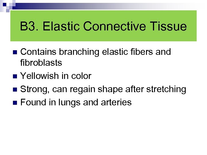 B 3. Elastic Connective Tissue Contains branching elastic fibers and fibroblasts n Yellowish in