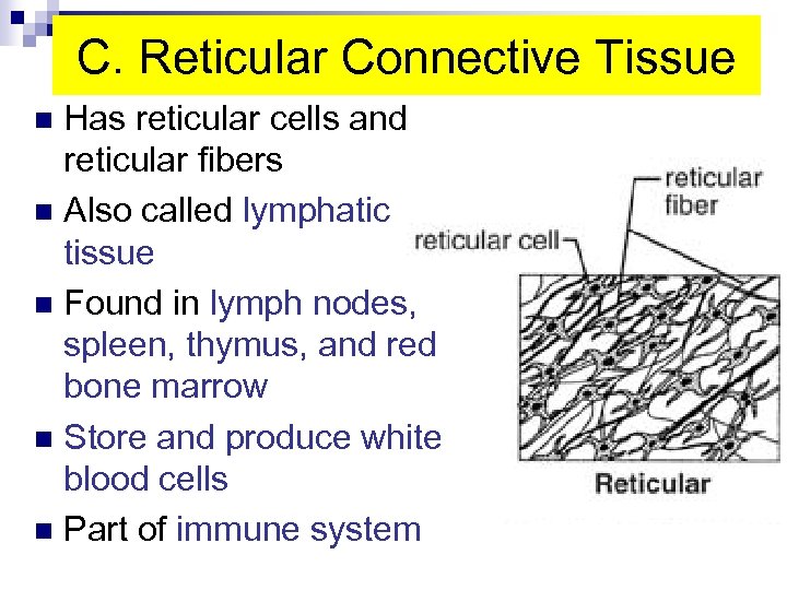 C. Reticular Connective Tissue Has reticular cells and reticular fibers n Also called lymphatic