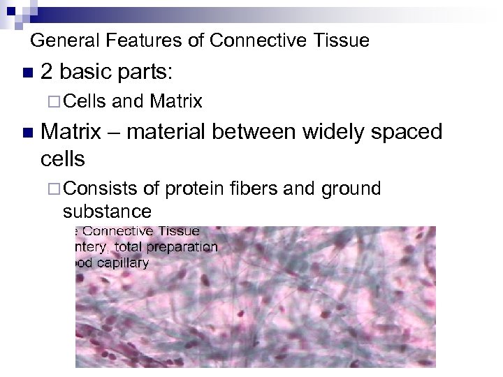 General Features of Connective Tissue n 2 basic parts: ¨ Cells n and Matrix