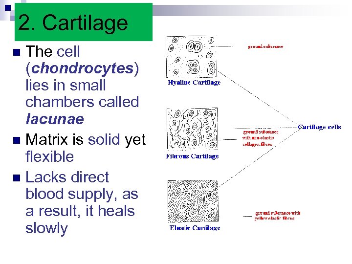 2. Cartilage The cell (chondrocytes) lies in small chambers called lacunae n Matrix is
