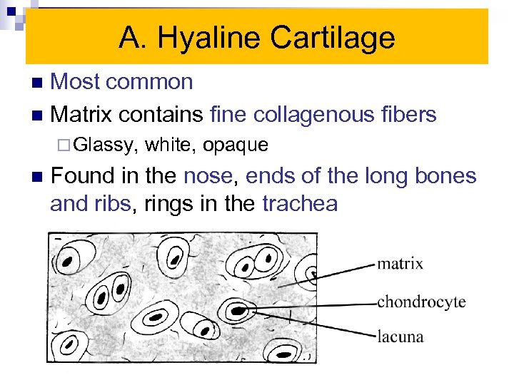 A. Hyaline Cartilage Most common n Matrix contains fine collagenous fibers n ¨ Glassy,