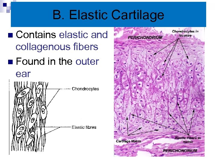 B. Elastic Cartilage n Contains elastic and collagenous fibers n Found in the outer