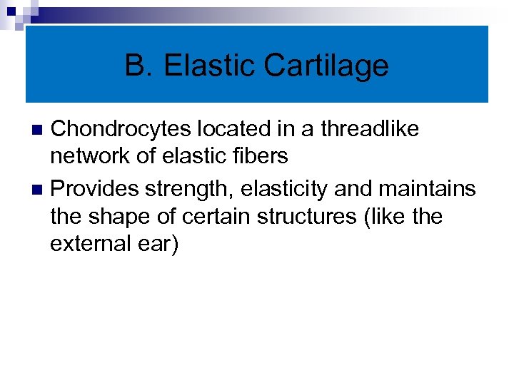 B. Elastic Cartilage Chondrocytes located in a threadlike network of elastic fibers n Provides
