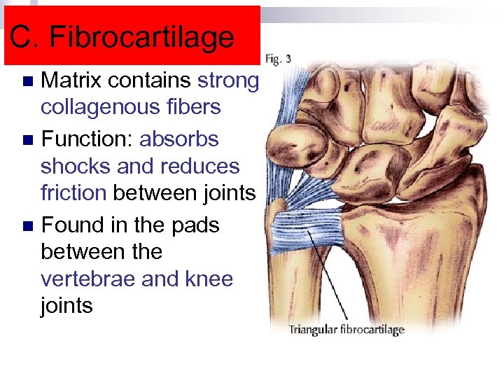 C. Fibrocartilage Matrix contains strong collagenous fibers n Function: absorbs shocks and reduces friction
