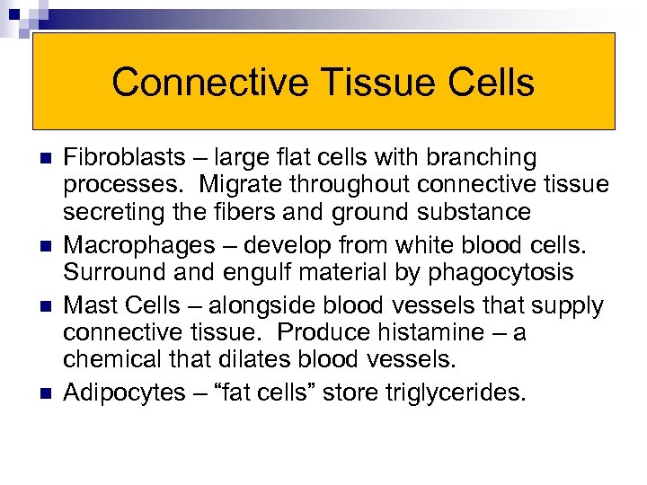 Connective Tissue Cells n n Fibroblasts – large flat cells with branching processes. Migrate
