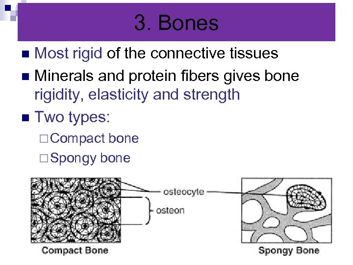 3. Bones Most rigid of the connective tissues n Minerals and protein fibers gives