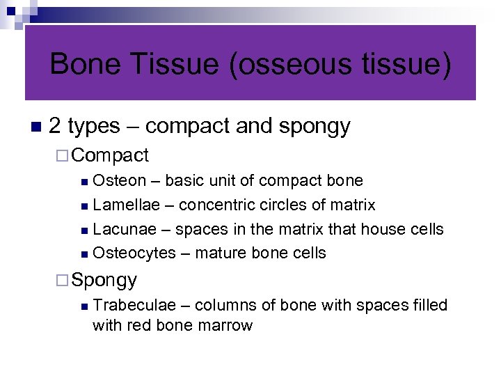 Bone Tissue (osseous tissue) n 2 types – compact and spongy ¨ Compact Osteon