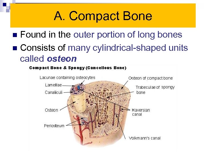A. Compact Bone Found in the outer portion of long bones n Consists of