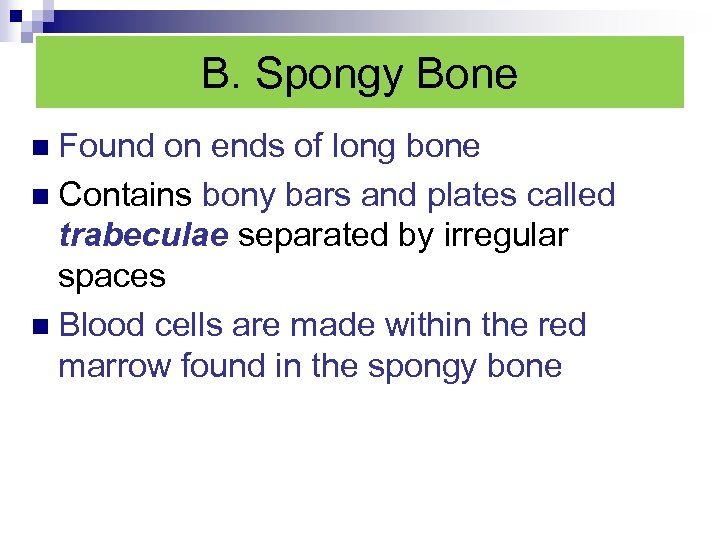 B. Spongy Bone n Found on ends of long bone n Contains bony bars