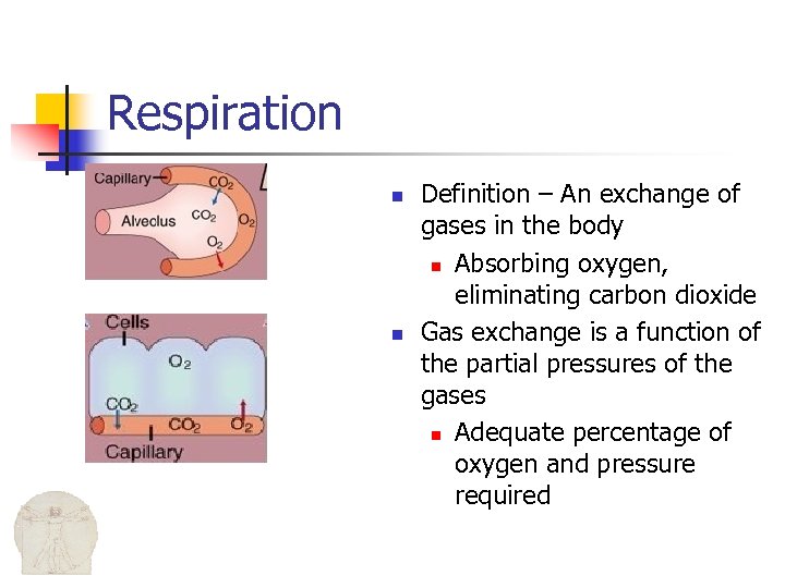 Respiration n n Definition – An exchange of gases in the body n Absorbing