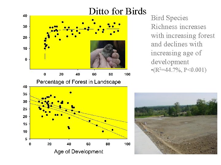 Ditto for Birds Bird Species Richness increases with increasing forest and declines with increasing