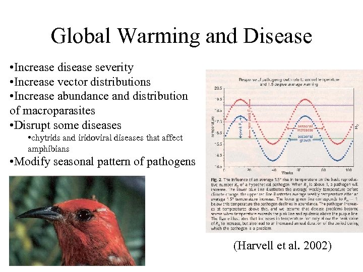 Global Warming and Disease • Increase disease severity • Increase vector distributions • Increase
