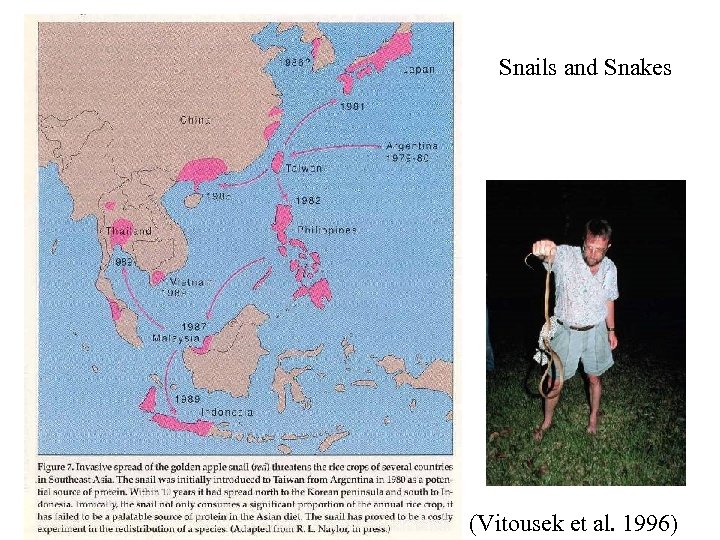 Snails and Snakes (Vitousek et al. 1996) 
