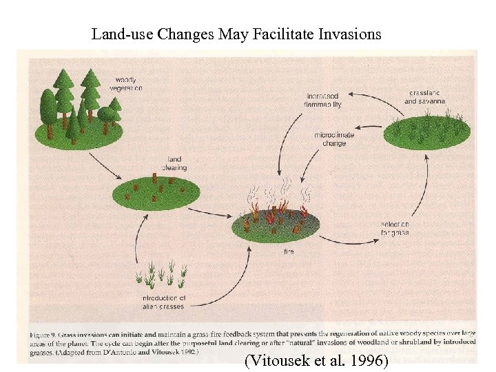 Land-use Changes May Facilitate Invasions (Vitousek et al. 1996) 